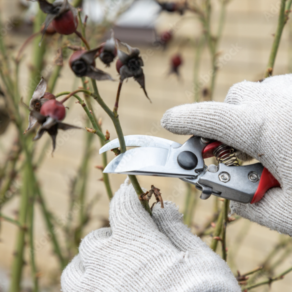 pruning roses in the winter
